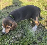 Faith yellow/green, a female Beagle for sale in Le Roy, NY – Photo 7 of 8