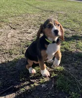 Faith yellow/green, a female Beagle for sale in Le Roy, NY – Photo 4 of 8