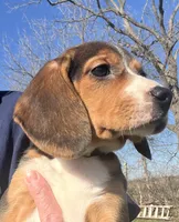 Faith yellow/green, a female Beagle for sale in Le Roy, NY – Photo 3 of 8