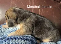 Meatball, a female Beagle for sale in Le Roy, NY – 3 of 5