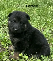 Female 1, a female German Shepherd Dog for sale in Le Roy, NY – 4 of 10