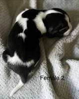 Female 2, a female Beagle for sale in Le Roy, NY – 3 of 6