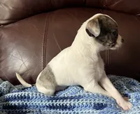 Male 3, a male Chiweenie for sale in Le Roy, NY – 7 of 9