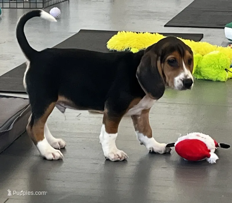 Male green/yellow collar, a male Beagle for sale in Le Roy, NY – 1 of 10