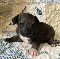 Male 2, a male Chiweenie for sale in Le Roy, NY – 2 of 10
