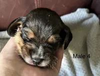 Male 4, a male Beagle for sale in Le Roy, NY – 1 of 7