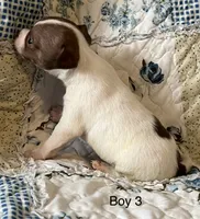 Male 3, a male Chiweenie for sale in Le Roy, NY – 3 of 9