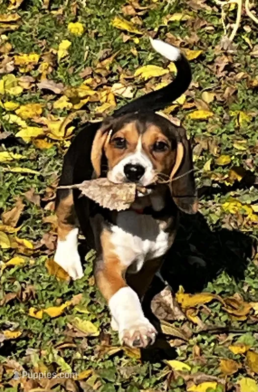 Male green/yellow collar – Beagle puppy for sale in Le Roy, NY