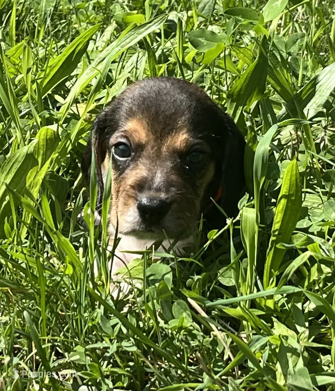 Male 4 – Beagle puppy for sale in Le Roy, NY