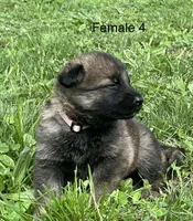 Female 4, a female German Shepherd Dog for sale in Le Roy, NY – 3 of 9