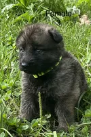 Female 3, a female German Shepherd Dog for sale in Le Roy, NY – 9 of 9