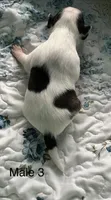 Male 3, a male Chiweenie for sale in Le Roy, NY – 3 of 8