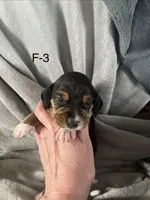 Faith 3 female, a female Beagle for sale in Le Roy, NY – Photo 4 of 5