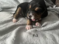 Faith 3 female, a female Beagle for sale in Le Roy, NY – Photo 3 of 5