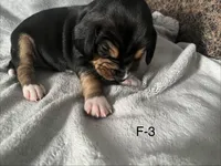 Faith 3 female, a female Beagle for sale in Le Roy, NY – Photo 5 of 5