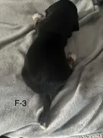 Faith 3 female, a female Beagle for sale in Le Roy, NY – Photo 2 of 5