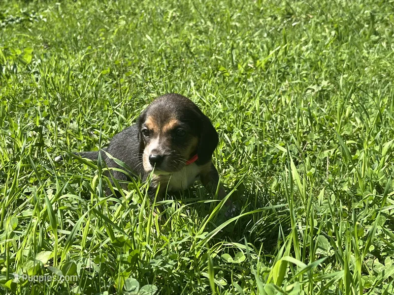 Female 1 – Beagle puppy for sale in Le Roy, NY