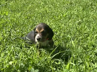 Female 1, a female Beagle for sale in Le Roy, NY – 1 of 9