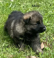 Male Shilo/Germam, a male German Shepherd Dog for sale in Le Roy, NY – 10 of 10