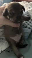 Female 1, a male Chihuahua and Chiweenie for sale in Le Roy, NY – 4 of 8
