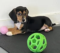 Faith spotted collar, a female Beagle for sale in Le Roy, NY – Photo 5 of 7