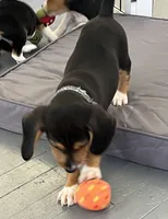 Faith spotted collar, a female Beagle for sale in Le Roy, NY – Photo 6 of 7