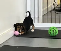 Faith spotted collar, a female Beagle for sale in Le Roy, NY – Photo 2 of 7