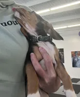 Faith spotted collar, a female Beagle for sale in Le Roy, NY – Photo 7 of 7