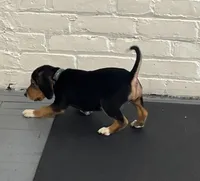 Faith spotted collar, a female Beagle for sale in Le Roy, NY – Photo 3 of 7