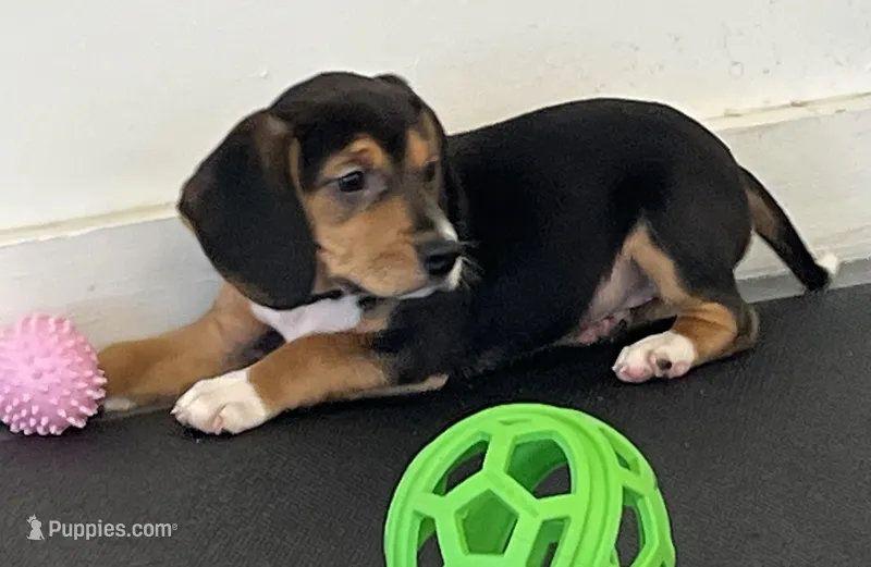 Faith spotted collar – Beagle puppy for sale in Le Roy, NY