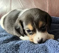 Checkers, a female Beagle for sale in Le Roy, NY – 4 of 6