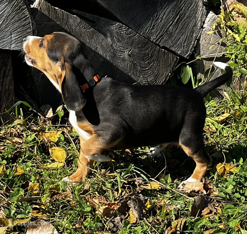Faith orange – Beagle puppy for sale in Le Roy, NY