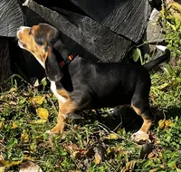Faith orange, a male Beagle for sale in Le Roy, NY – 1 of 10
