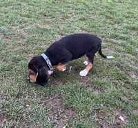 Faith, a female Beagle for sale in Le Roy, NY – Photo 8 of 9