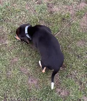 Faith, a female Beagle for sale in Le Roy, NY – Photo 5 of 9
