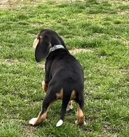 Faith, a female Beagle for sale in Le Roy, NY – Photo 4 of 9