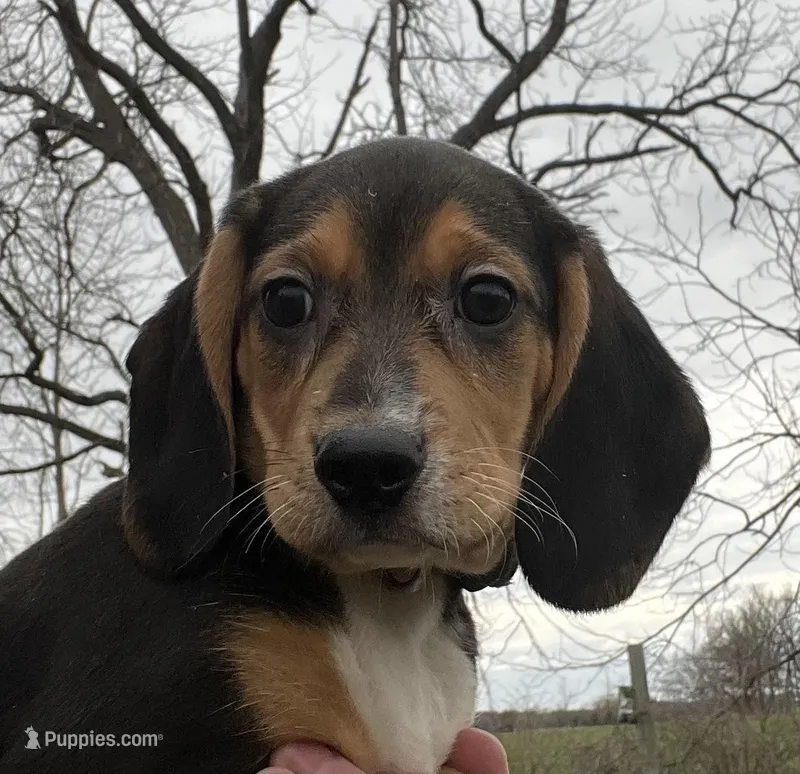 Faith – Beagle puppy for sale in Le Roy, NY
