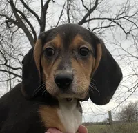 Faith, a female Beagle for sale in Le Roy, NY – Photo 1 of 9