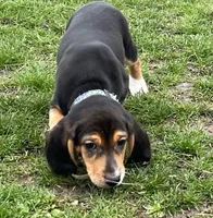 Faith, a female Beagle for sale in Le Roy, NY – Photo 3 of 9