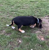 Faith, a female Beagle for sale in Le Roy, NY – Photo 6 of 9