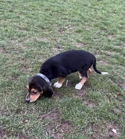 Faith, a female Beagle for sale in Le Roy, NY – Photo 7 of 9