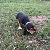 Faith, a female Beagle for sale in Le Roy, NY – Photo 9 of 9