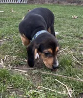 Faith, a female Beagle for sale in Le Roy, NY – Photo 2 of 9