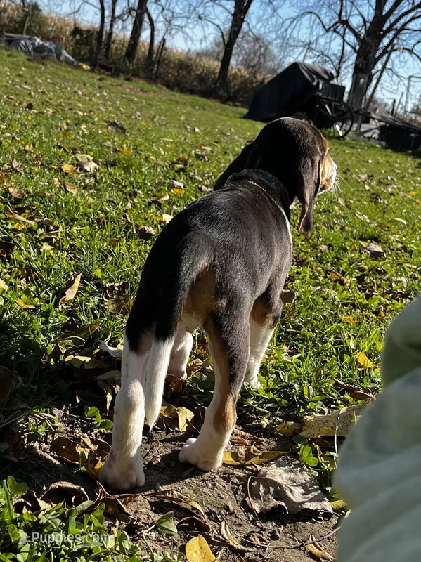 Faith spots – Beagle puppy for sale in Le Roy, NY