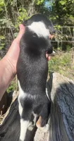 Male 2, a male Beagle for sale in Le Roy, NY – 8 of 8