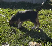 Faith Black, a male Beagle for sale in Le Roy, NY – 3 of 10
