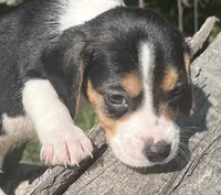 Male 2, a male Beagle for sale in Le Roy, NY – 5 of 8