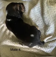 Male 4, a male Beagle for sale in Le Roy, NY – 5 of 7