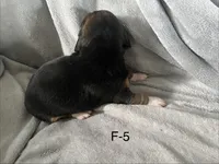 Faith 5 female, a female Beagle for sale in Le Roy, NY – Photo 6 of 6