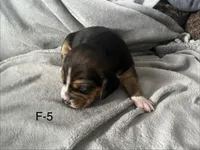 Faith 5 female, a female Beagle for sale in Le Roy, NY – Photo 3 of 6